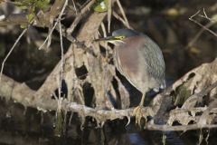 Green Heron, Butorides virescens