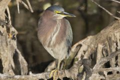 Green Heron, Butorides virescens