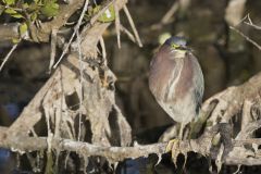 Green Heron, Butorides virescens