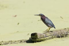 Green Heron, Butorides virescens