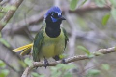 Green Jay, Cyanocorax yncas