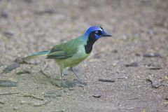 Green Jay, Cyanocorax yncas