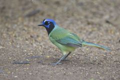 Green Jay, Cyanocorax yncas