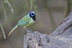 Green Jay, Cyanocorax yncas