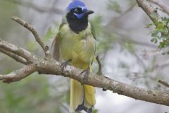 Green Jay, Cyanocorax yncas