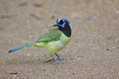 Green Jay, Cyanocorax yncas