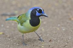 Green Jay, Cyanocorax yncas