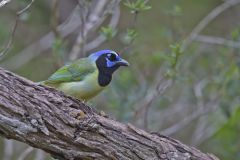 Green Jay, Cyanocorax yncas