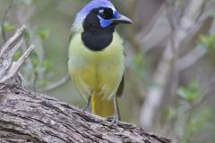 Green Jay, Cyanocorax yncas