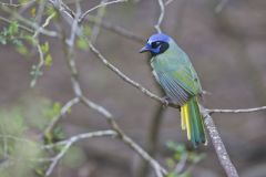 Green Jay, Cyanocorax yncas