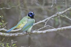 Green Jay, Cyanocorax yncas