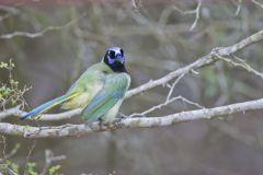 Green Jay, Cyanocorax yncas