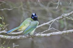 Green Jay, Cyanocorax yncas