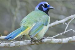 Green Jay, Cyanocorax yncas