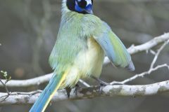 Green Jay, Cyanocorax yncas