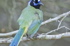 Green Jay, Cyanocorax yncas