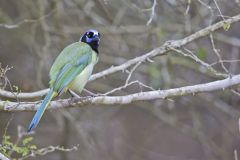 Green Jay, Cyanocorax yncas