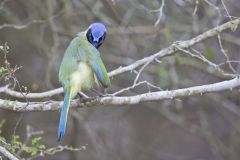 Green Jay, Cyanocorax yncas