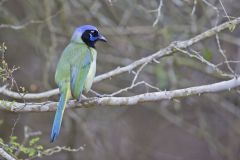 Green Jay, Cyanocorax yncas