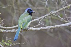 Green Jay, Cyanocorax yncas