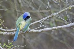 Green Jay, Cyanocorax yncas