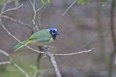 Green Jay, Cyanocorax yncas