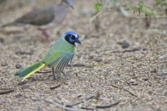 Green Jay, Cyanocorax yncas