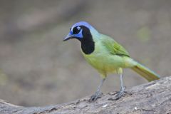 Green Jay, Cyanocorax yncas