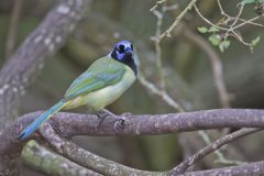 Green Jay, Cyanocorax yncas