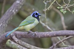 Green Jay, Cyanocorax yncas