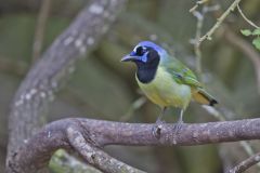 Green Jay, Cyanocorax yncas