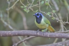 Green Jay, Cyanocorax yncas