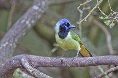 Green Jay, Cyanocorax yncas