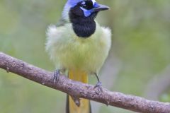 Green Jay, Cyanocorax yncas