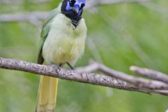 Green Jay, Cyanocorax yncas