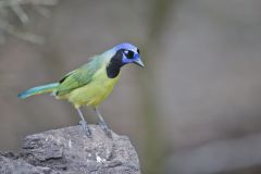 Green Jay, Cyanocorax yncas