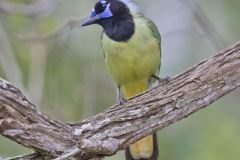 Green Jay, Cyanocorax yncas