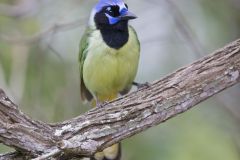 Green Jay, Cyanocorax yncas