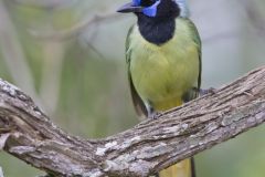 Green Jay, Cyanocorax yncas