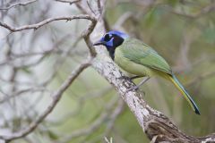 Green Jay, Cyanocorax yncas