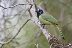 Green Jay, Cyanocorax yncas