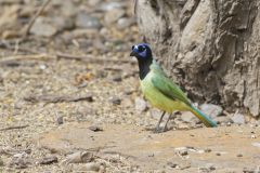 Green Jay, Cyanocorax yncas