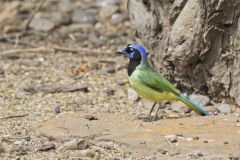 Green Jay, Cyanocorax yncas