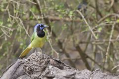 Green Jay, Cyanocorax yncas