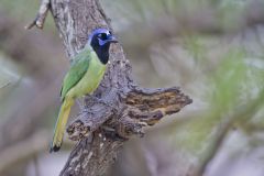 Green Jay, Cyanocorax yncas