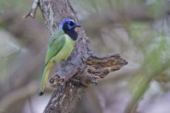 Green Jay, Cyanocorax yncas