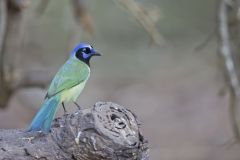 Green Jay, Cyanocorax yncas