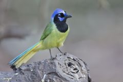 Green Jay, Cyanocorax yncas