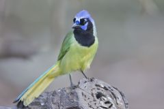 Green Jay, Cyanocorax yncas