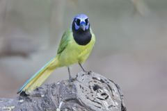 Green Jay, Cyanocorax yncas